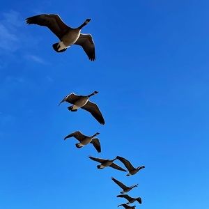 Meet your Posher, Yan